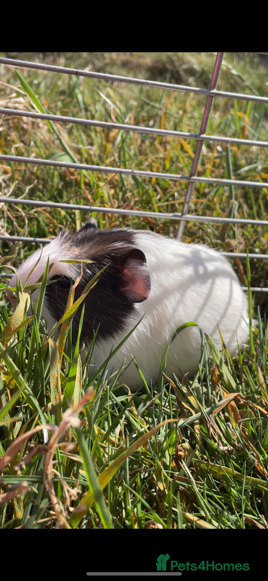 Guinea Pig rodents for sale: Guinea pig boys for sale  - Image 1