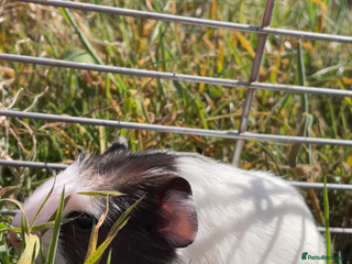 Guinea Pig rodents - Advert 24