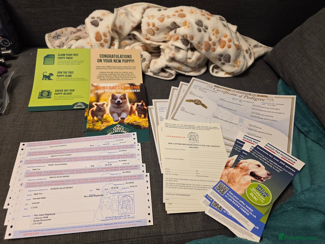 Shih Tzu dogs for sale: LOVELY SHIH TZU PUPPIES LIVER GENE  - Advert 17