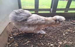Chickens poultry for sale: Silkie and Silkie Pekin Hens - Image 4