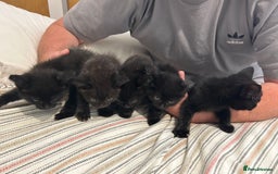 Mixed Breed cats for sale: Kittens - Image 1