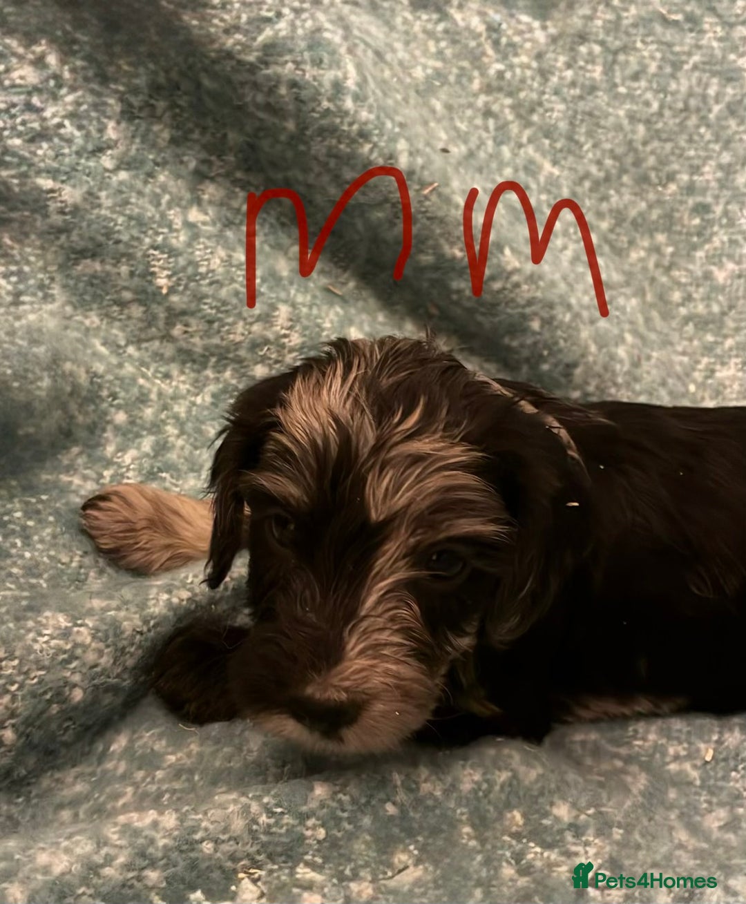 Cockapoo dogs for sale: Healthy beautiful puppies  - Advert 6