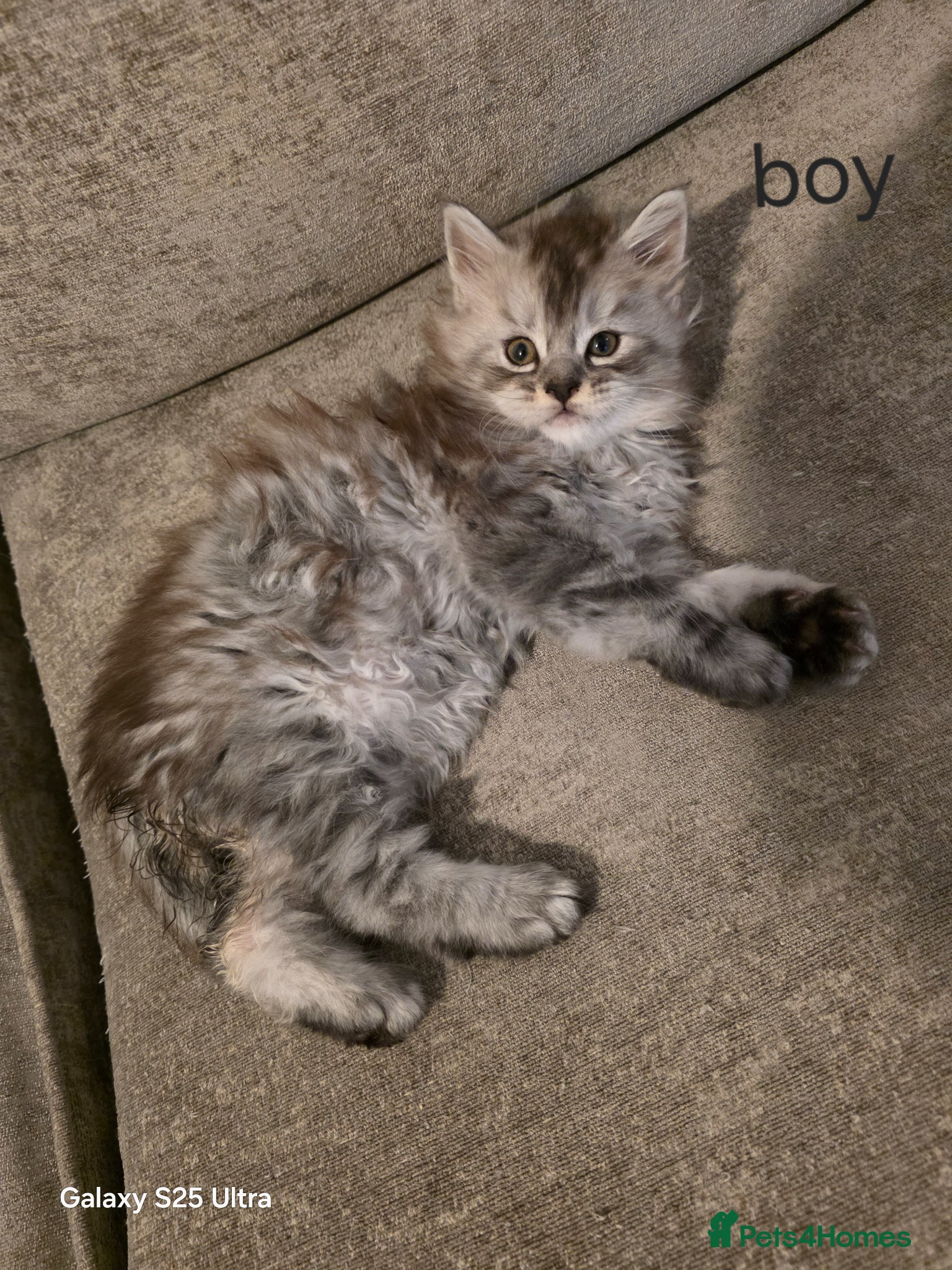Maine Coon cats  Pure Maine coon kittens ready now  - Advert 17