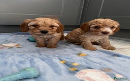 Cavapoo dogs for sale: * Cavapoo Boys available * - Image 25