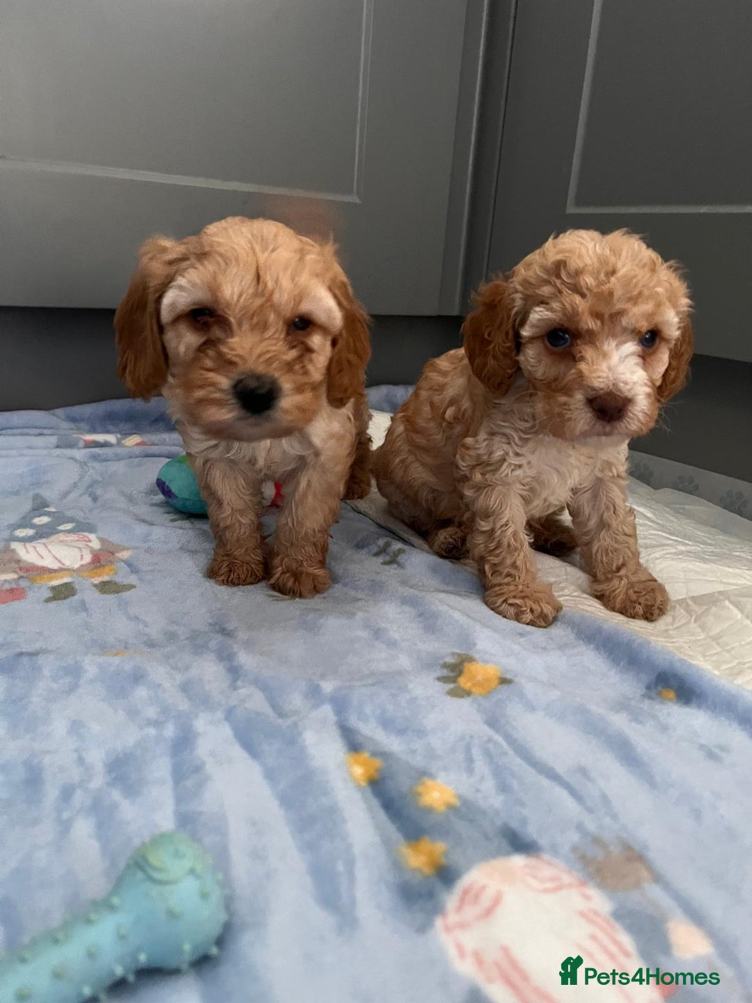 Cavapoo dogs for sale: * Cavapoo Boys available * - Image 25