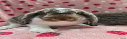 German Lop rabbits for sale: Pure German Lop 2 Bucks ☆silly tame - Advert 8