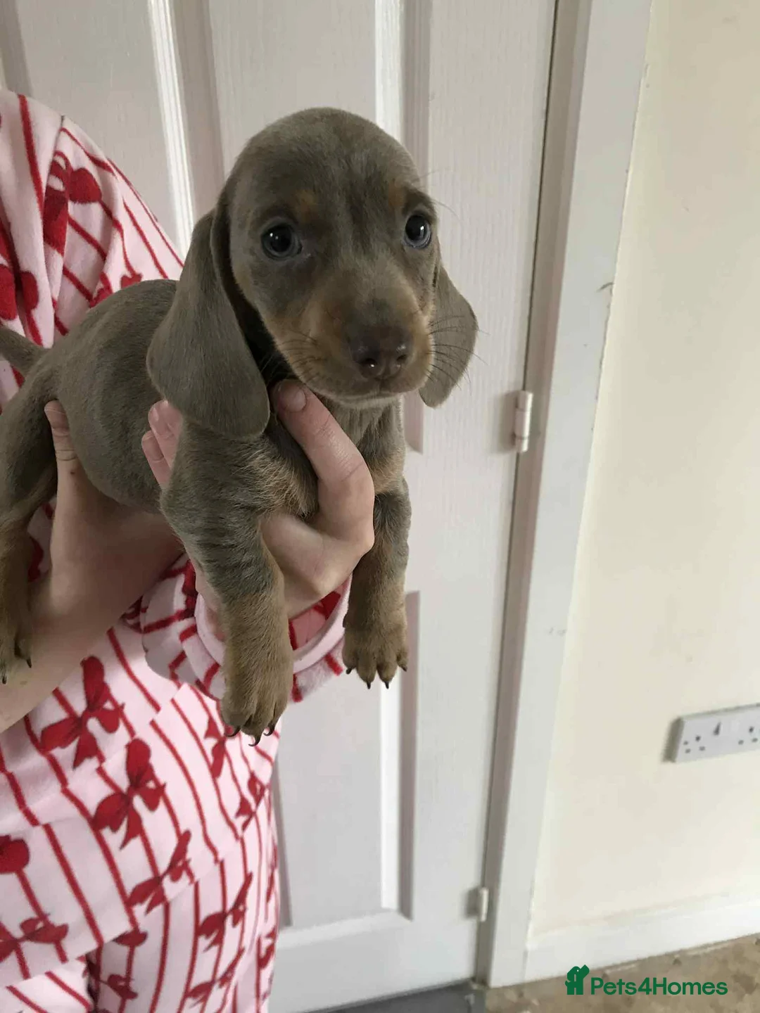 Dachshund dogs for sale: Dachshund Isabella and tan - Advert 12