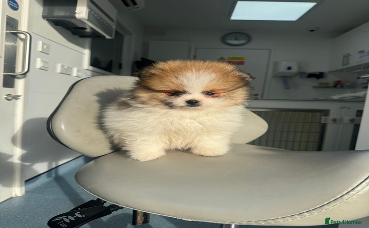 Pomeranian dogs Unique patterned Pomeranians 🩵🩷 - Advert 3