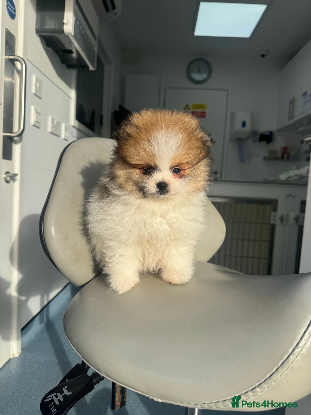 Pomeranian dogs for sale: Unique patterned Pomeranians 🩵 - Advert 1