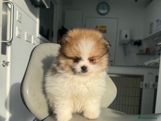 Pomeranian dogs Unique patterned Pomeranians 🩵🩷 - Advert 12