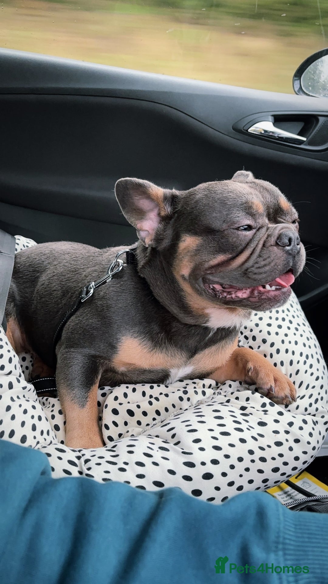 French Bulldog dogs for sale: 4 year old beautiful boy  - Advert 3