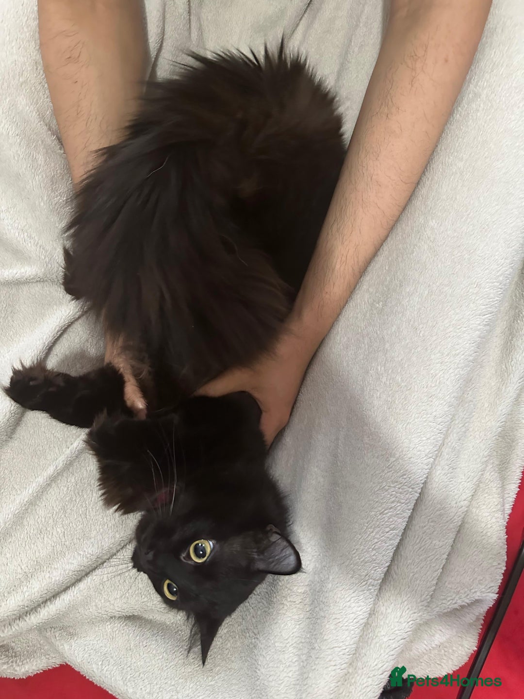 British Longhair cats for sale: British long hair + Turkish Angora - Image 15