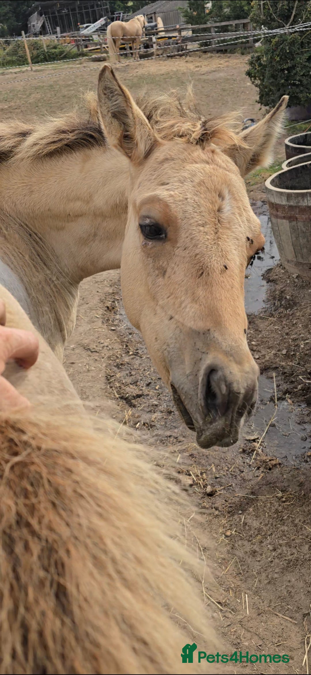 Paint horses for sale: Stunning Paint Dunskin Roan Filly  - Image 3