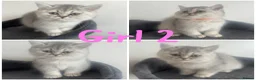 British Shorthair cats for sale: 5 Beautiful British Short hair kittens - Advert 11