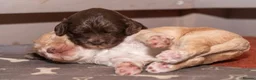 Cockapoo dogs for sale: Stunning F2 Cockapoo Puppies  in Saltburn-by-the-Sea - Advert 31