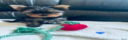 Yorkshire Terrier dogs for sale: 3 Beautiful yorkshire terrier puppies,KC REG. - Advert 4