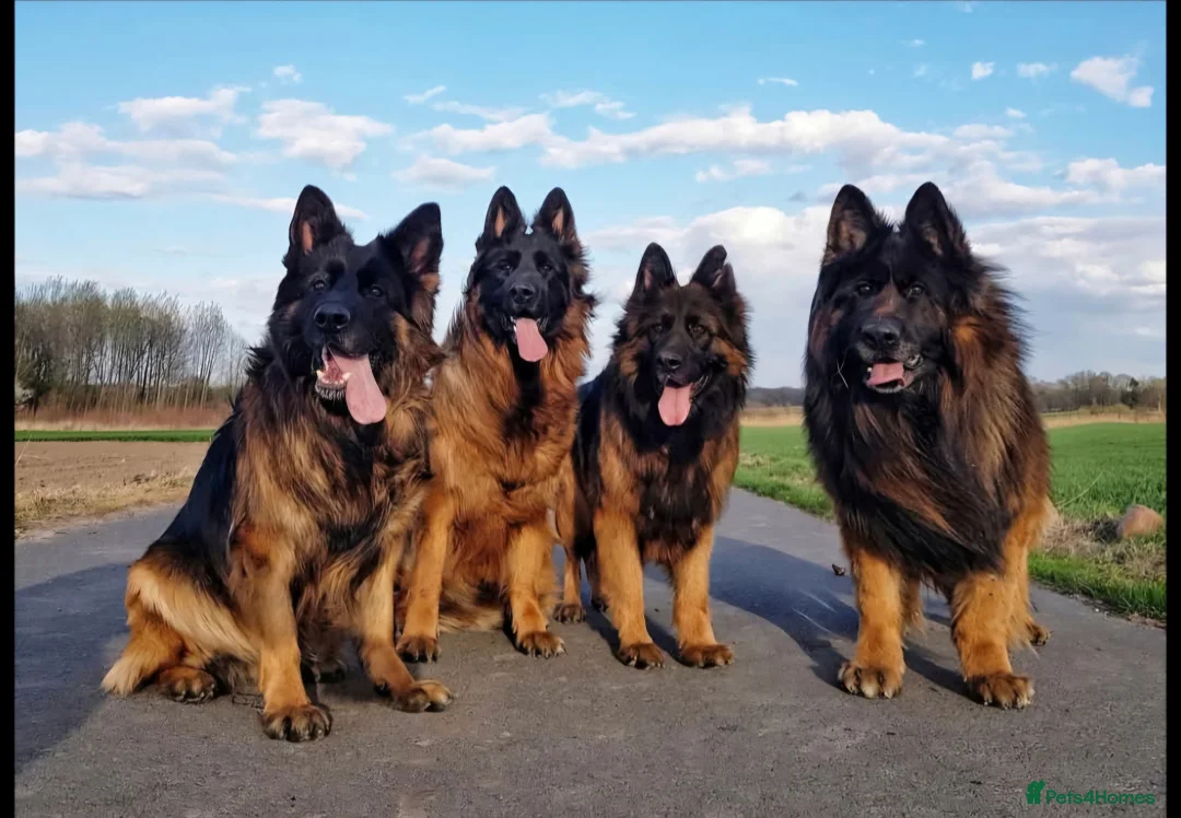 German Shepherd dogs for sale: German shepherd long hair strach back - Advert 3