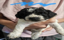 Cockapoo dogs for sale: Cockerpoo puppies for sale  - Image 8