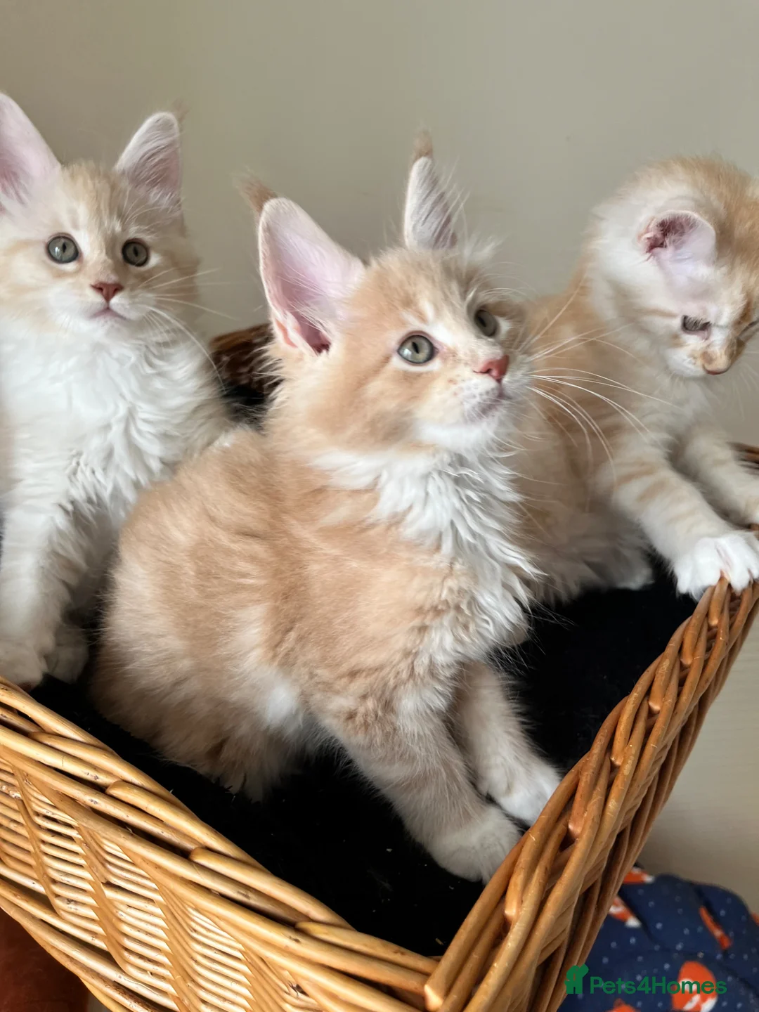 Maine Coon cats for sale: GCCF pedigree female Maine Coon kittens  - Advert 1