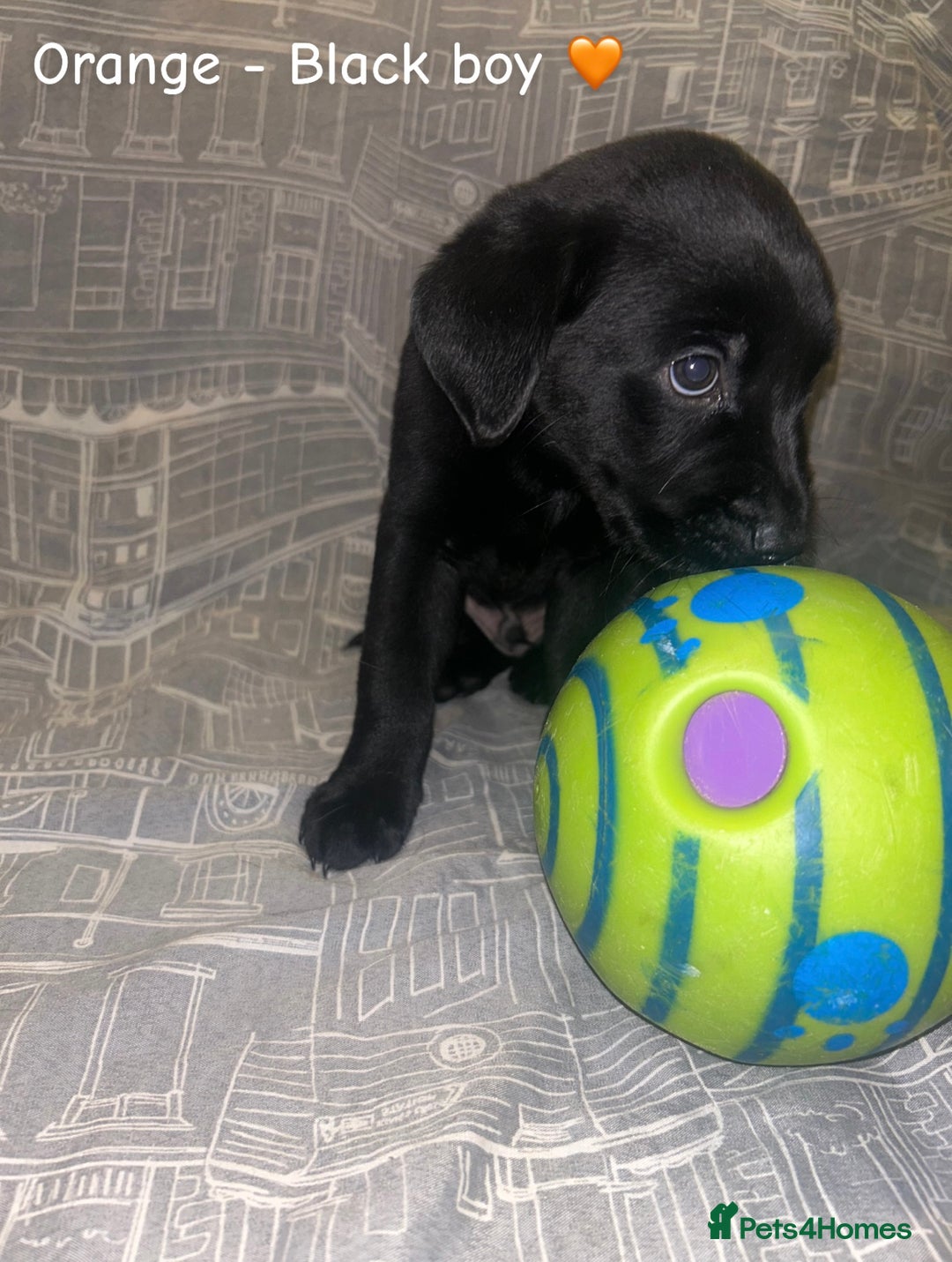 Labrador Retriever dogs for sale: 8 Labrador puppies for sale 🤍 - Advert 18