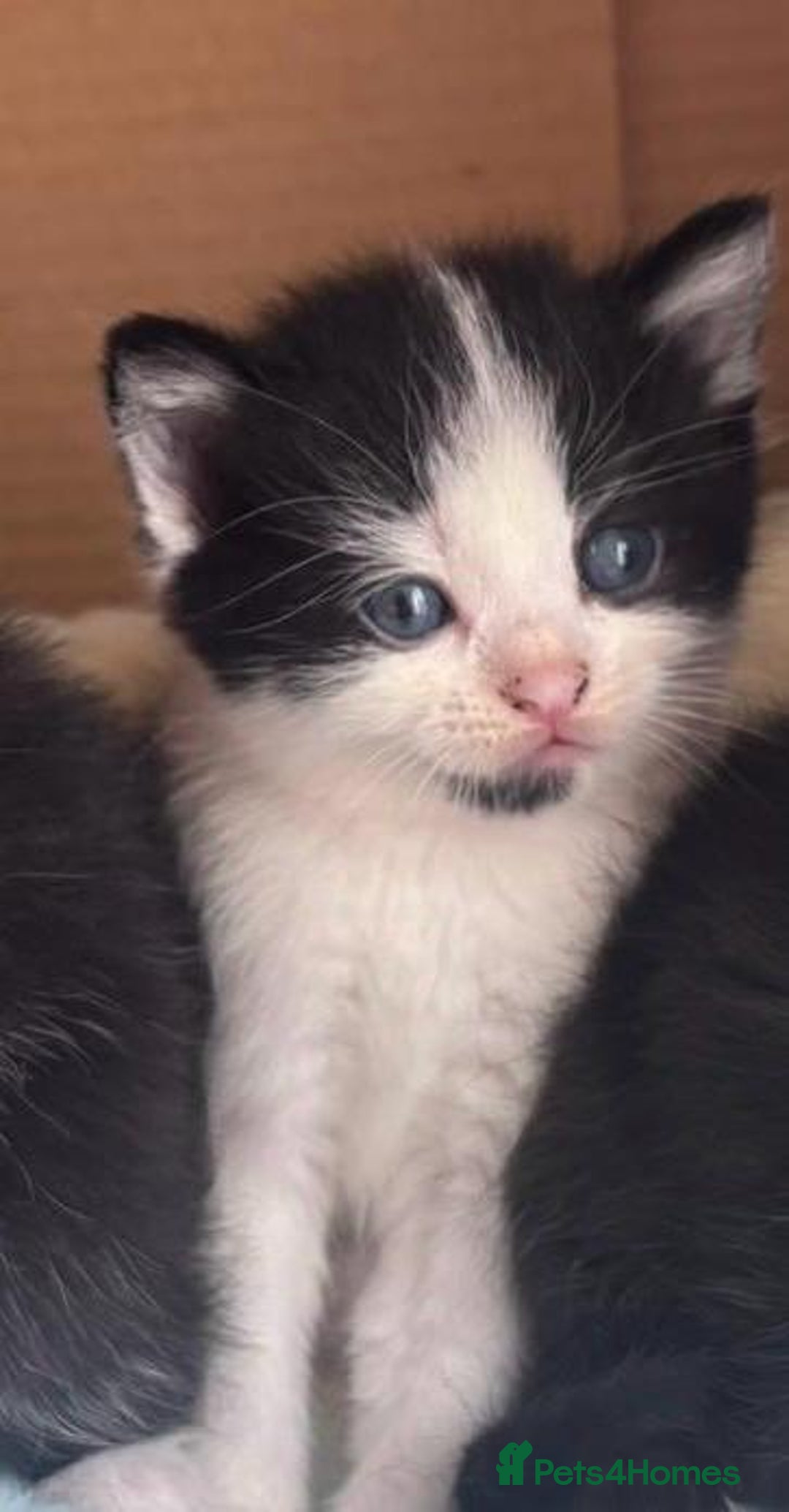 Mixed Breed cats for sale: Beautiful kittens - Advert 5