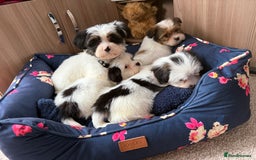 Shih Tzu dogs for sale: Shih tzu puppy’s  - Image 8
