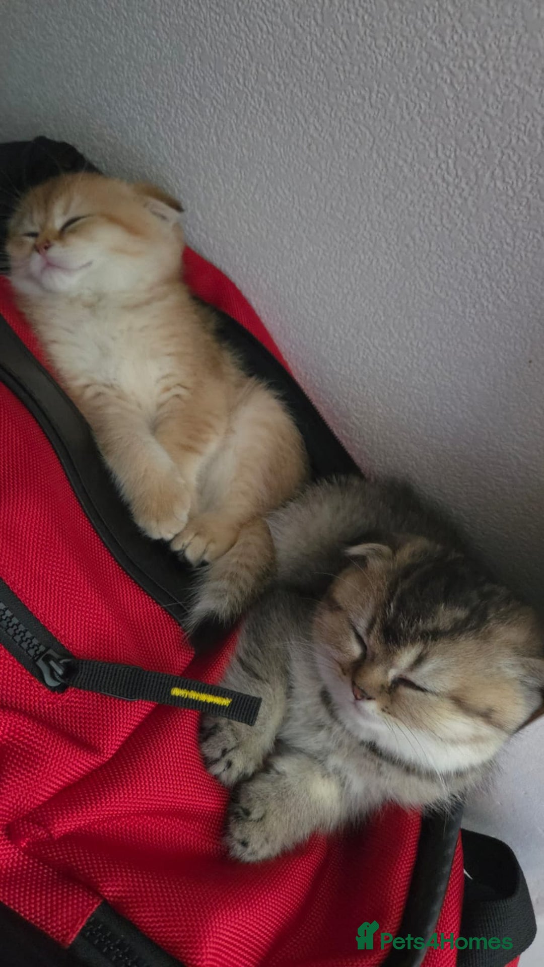 Scottish Fold cats for sale: Pure Scottish fold / straight kittens  - Image 30