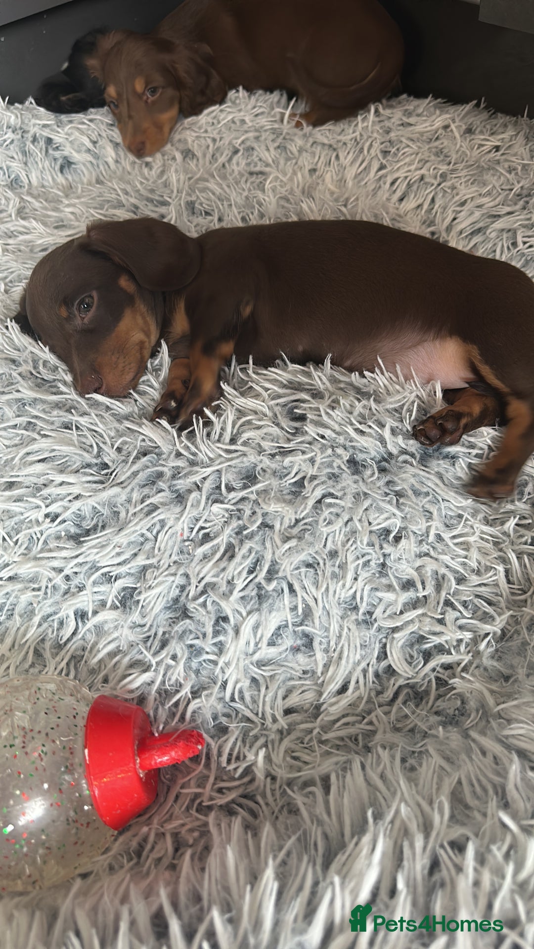 Miniature Dachshund dogs for sale: Smooth haired miniature dachshund girl❗️ - Advert 3