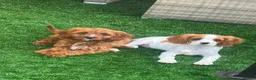 Cavapoo dogs for sale: Beautiful cavapoos  - Advert 3