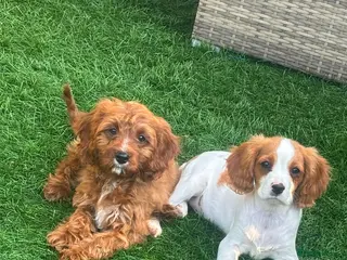 Cavapoo dogs Beautiful cavapoos - Advert 3