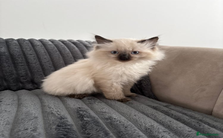 Ragdoll cats - Advert 12