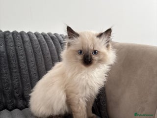 Ragdoll cats - Advert 10