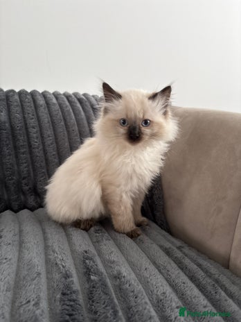 Ragdoll cats - Advert 4