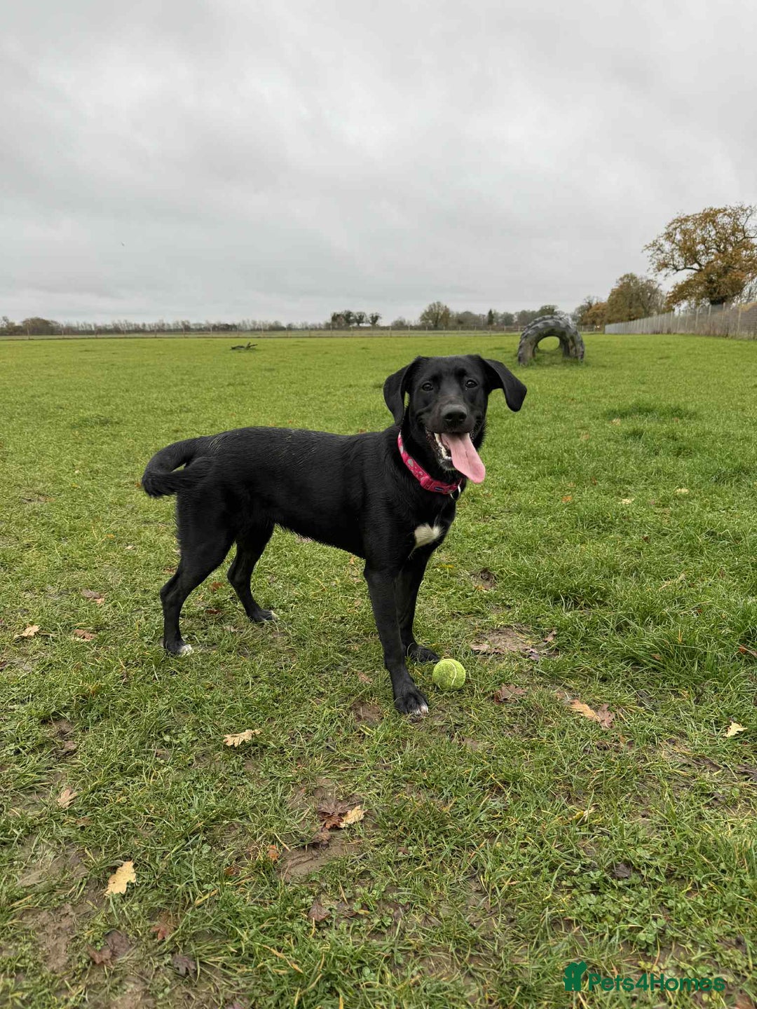 Mixed Breed dogs for sale: Amazing 10 month puppy  - Advert 4