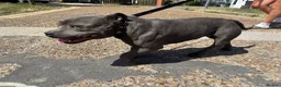 Staffordshire Bull Terrier dogs for sale: 🐕 FOR SALE: KENLEAP RED MARS  - Advert 4