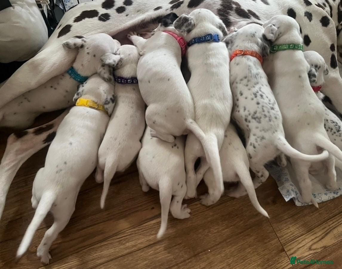 Mixed Breed dogs Dalmatian cross  - Advert 14