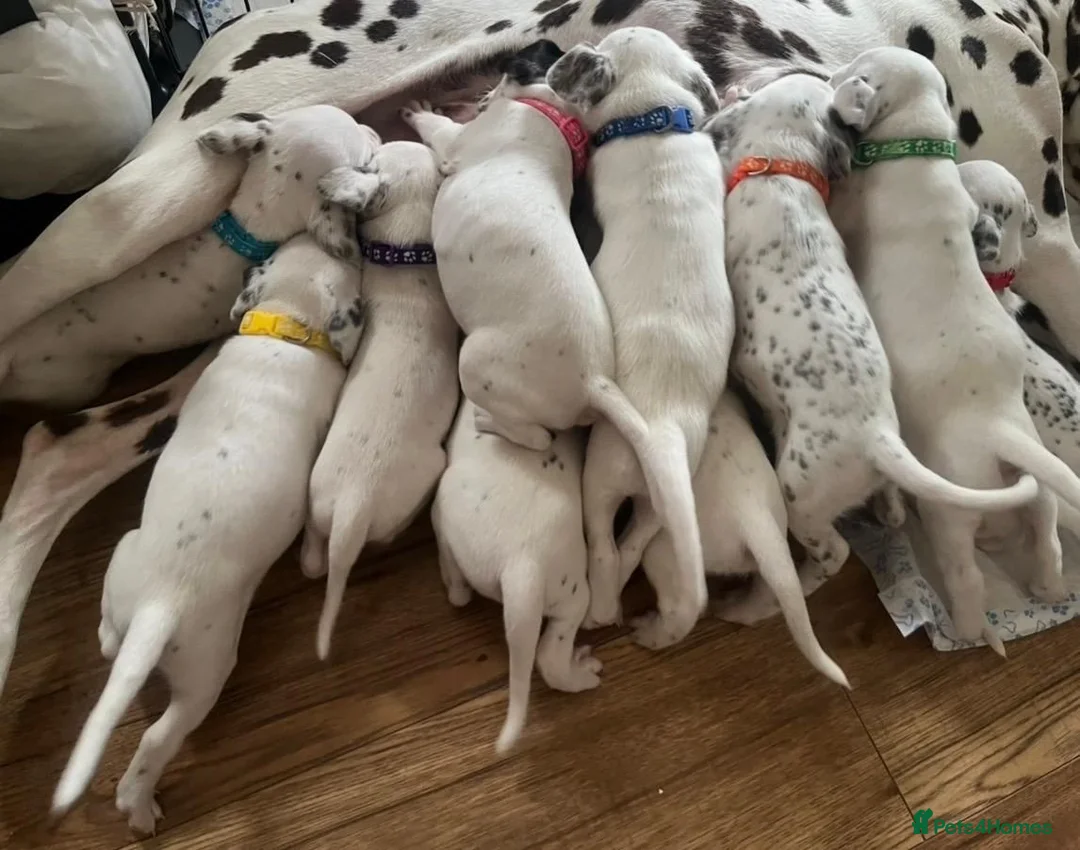 Mixed Breed dogs for sale: Dalmatian cross  - Advert 1