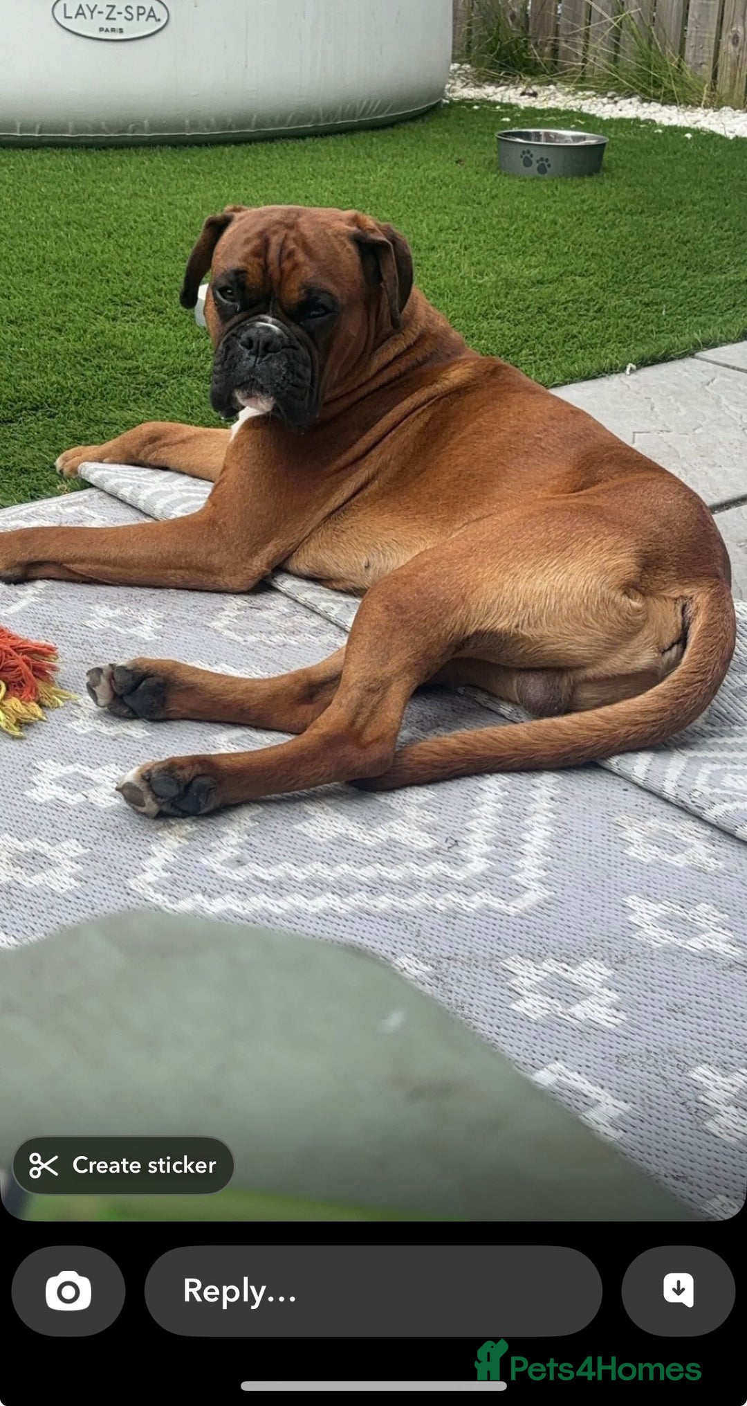 Boxer dogs for sale: 3 girls left - Image 3