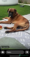 Boxer dogs - Advert 4
