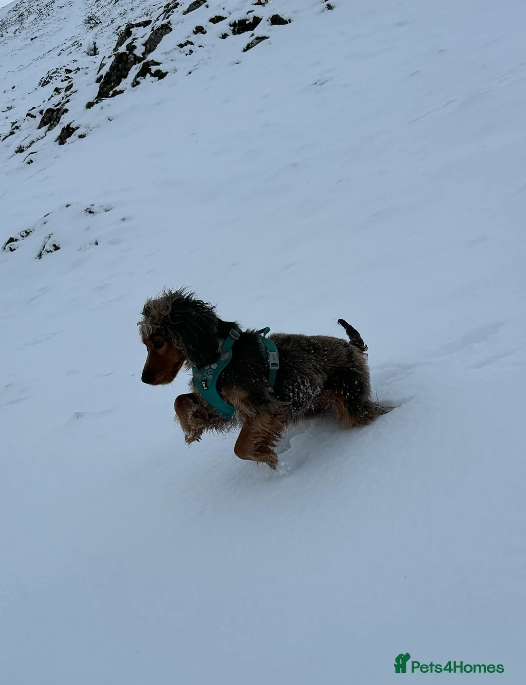 Cocker Spaniel dogs for sale: 5 Stunning Show Cocker Spaniel Pups  - Advert 18