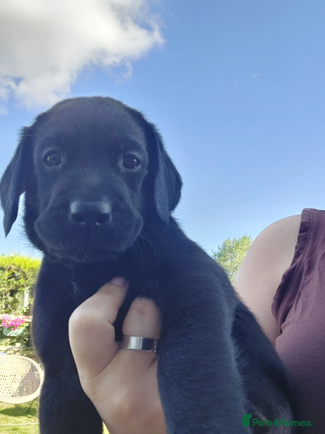 Labrador Retriever dogs for sale: Labrador Puppies in Faversham - Advert 12