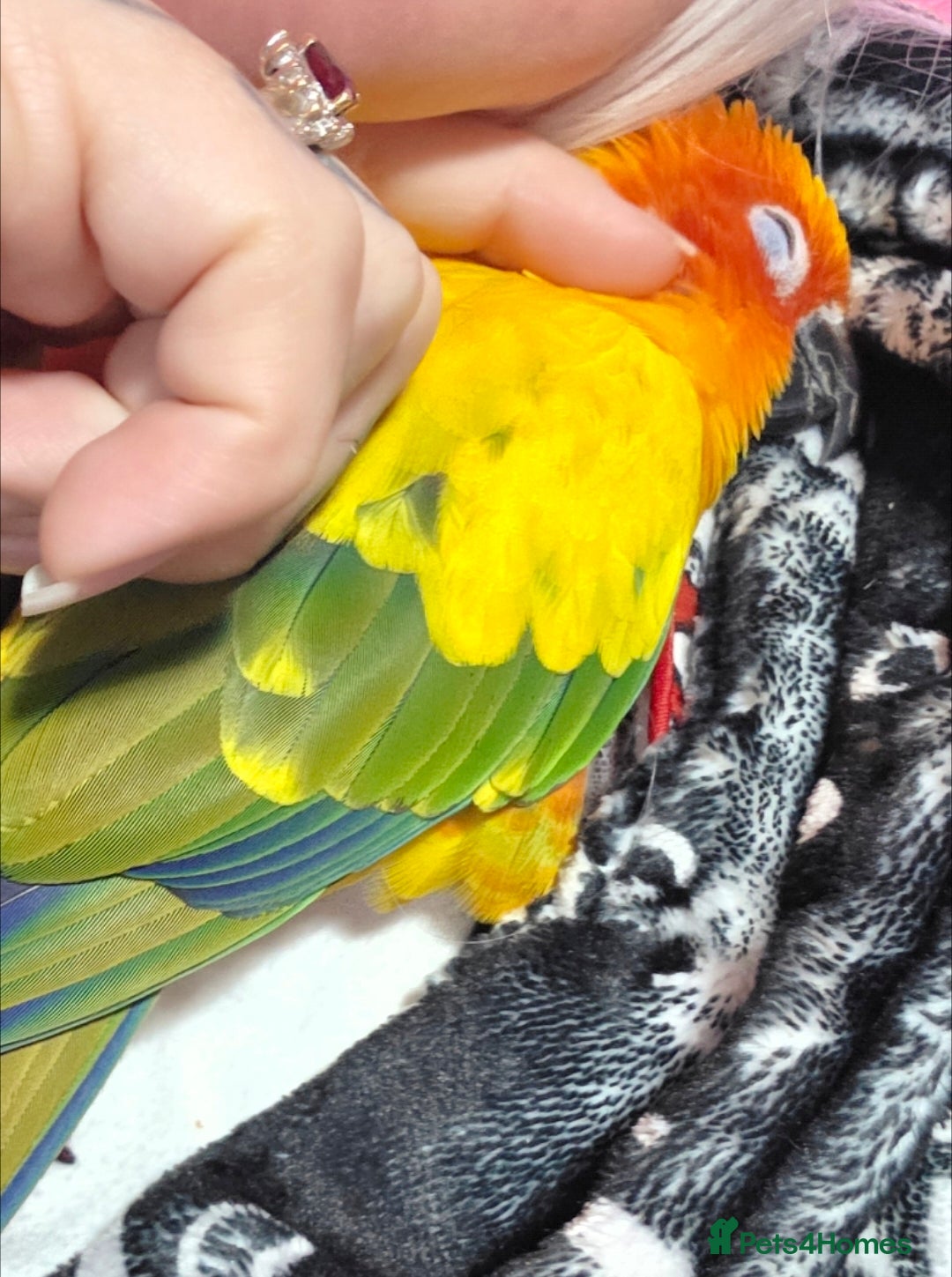Conures birds for sale: SUPER TAME female sun conure beautiful  - Advert 2