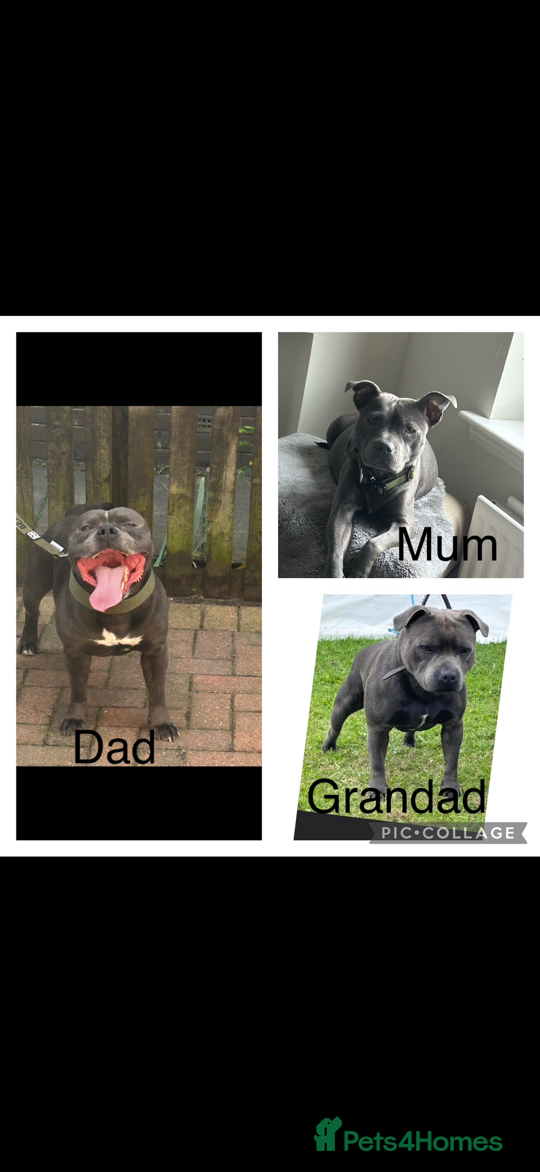 Staffordshire Bull Terrier dogs for sale: Pure Pedigree Blue Staffie Pups - Advert 21