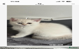 Scottish Fold cats for sale: purebred scottish kittens - Image 3