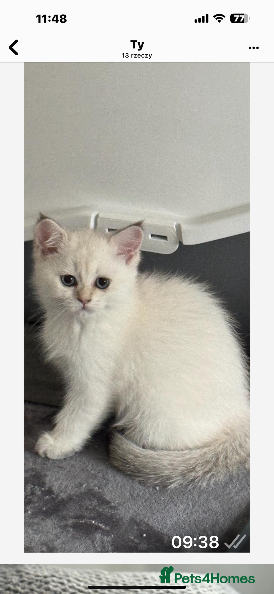Scottish Fold cats for sale: purebred scottish kittens - Image 3