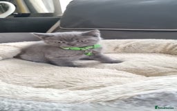 British Shorthair cats for sale: 3 BEAUTIFUL BSH KITTENS FOR SALE 2 Blue 1 Lilac - Image 12