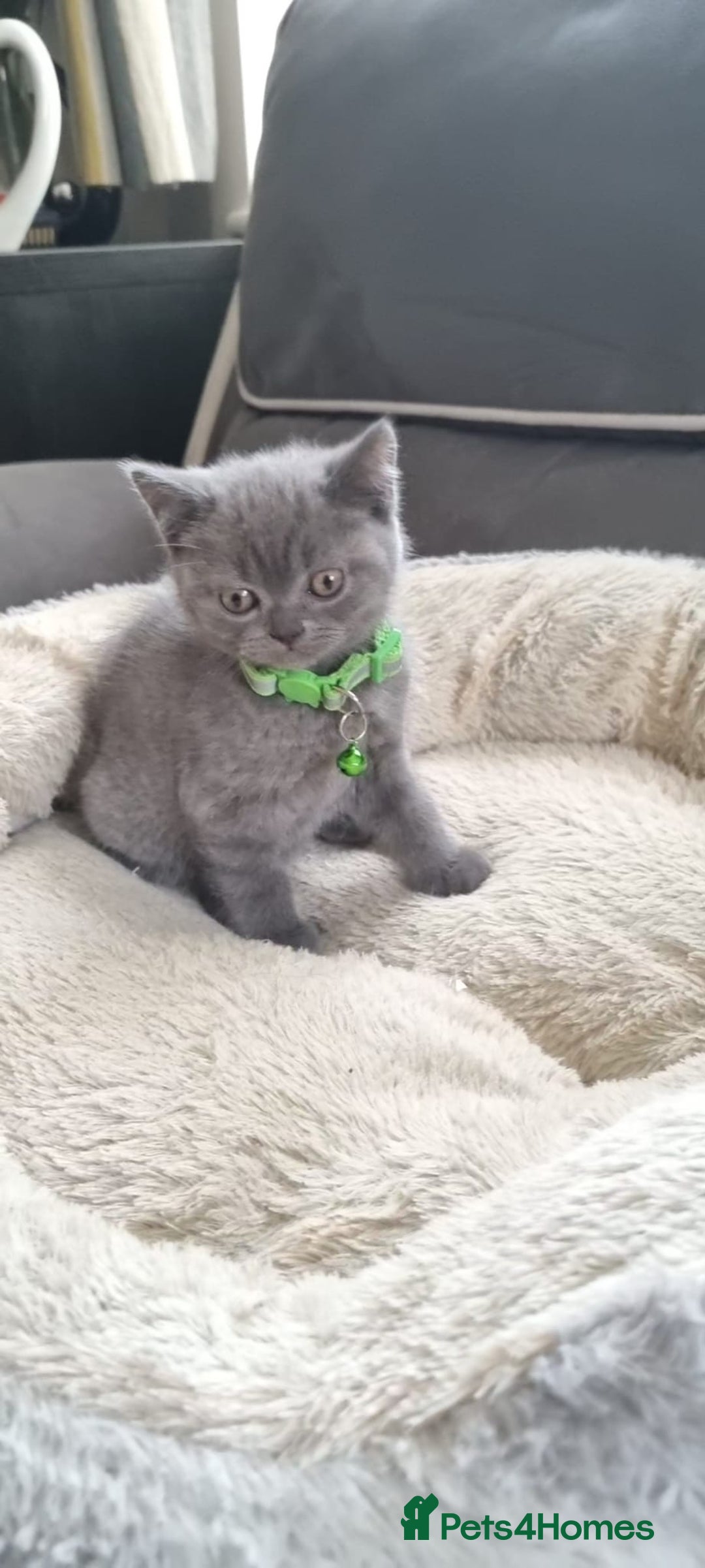 British Shorthair cats for sale: 3 BEAUTIFUL BSH KITTENS FOR SALE 2 Blue 1 Lilac - Image 12