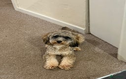Cockapoo dogs for sale: Looking for a new home for 1 year old cockapoo - Image 5
