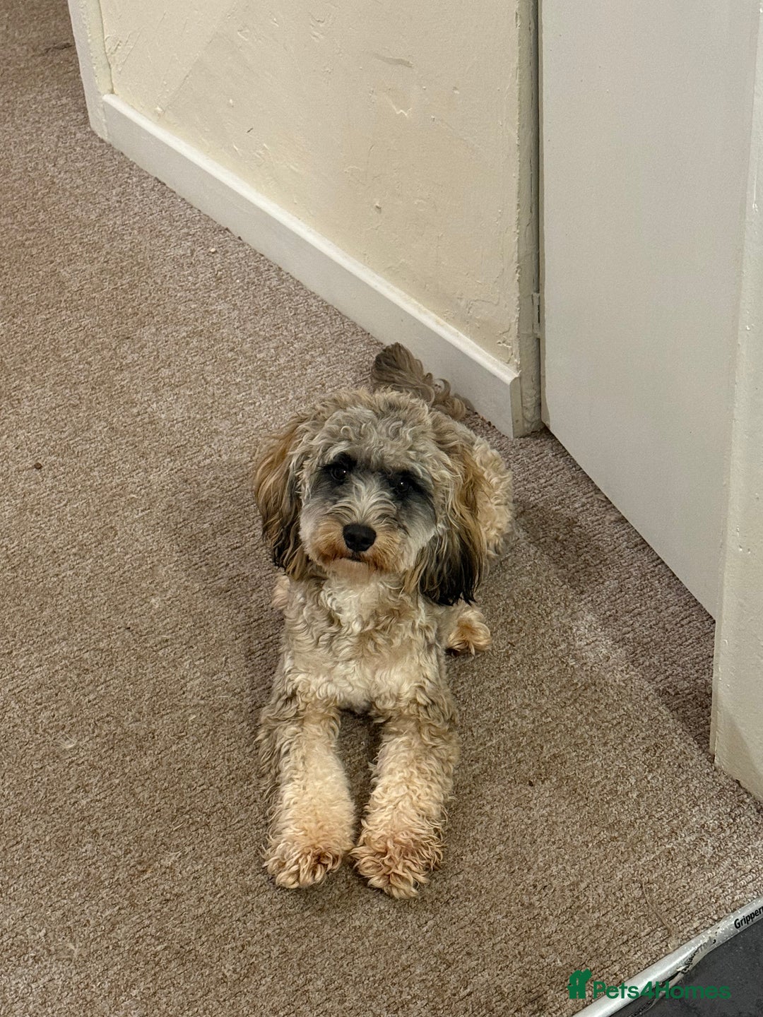 Cockapoo dogs for sale: Looking for a new home for 1 year old cockapoo - Image 5
