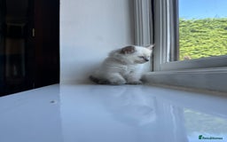 Ragdoll cats for sale: GCCF Registered Ragdoll Kittens Available! 🐾 in Taunton - Image 31